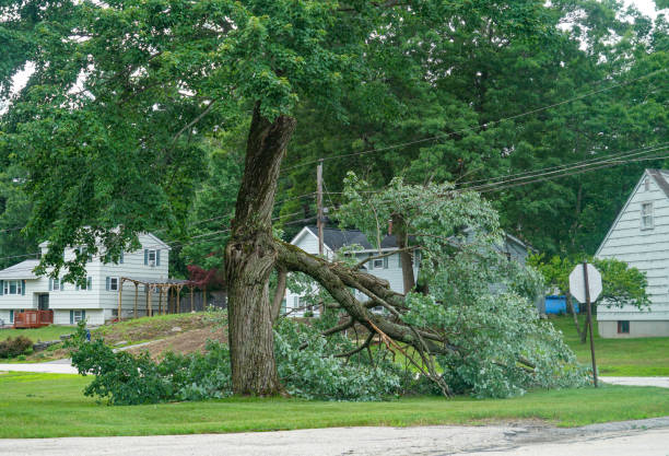 Reliable Sackets Harbor, NY Tree Care Services Solutions